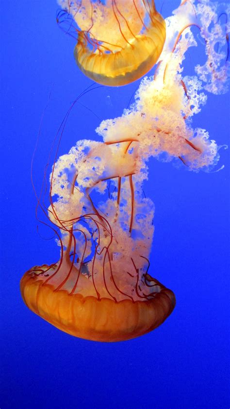 Free Images Sea Animal Underwater Jellyfish Blue Aquatic