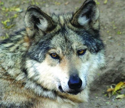 Arizona Files Motion To Intervene In Federal Mexican Wolf Lawsuit