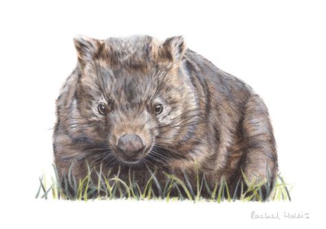 Common Wombat Fine Art Print Australian Wildlife Art By Rachel Hollis