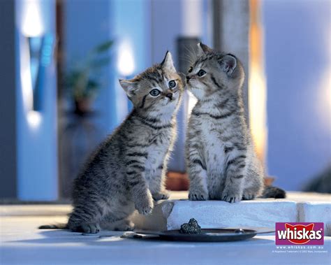 2 Kittens Cats Wallpaper 4178722 Fanpop