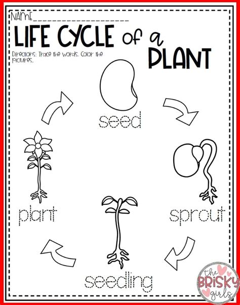 Https://tommynaija.com/worksheet/seed Life Cycle Worksheet