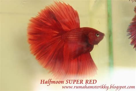 Jual Ikan Cupang Halfmoon Super Red Betta Full Red