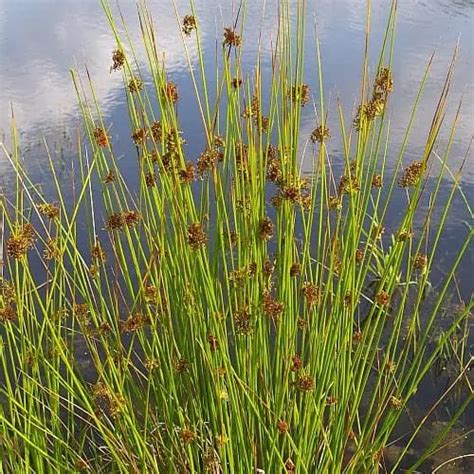 Soft Rush Facts Care And Planting Guide Juncus Effusus Pond Informer