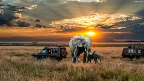 African Safari Elephants Wallpapers Wallpaper Cave