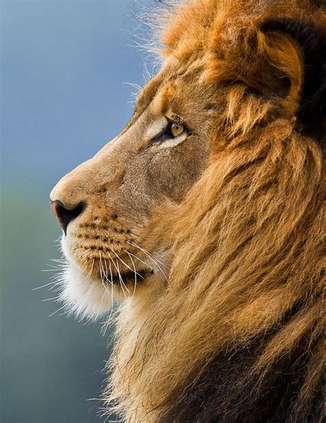 Lion Profile Lion Pictures Animal Pictures Animals Photos Funny