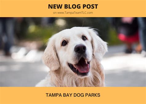 Our Favorite Tampa Bay Area Dog Parks