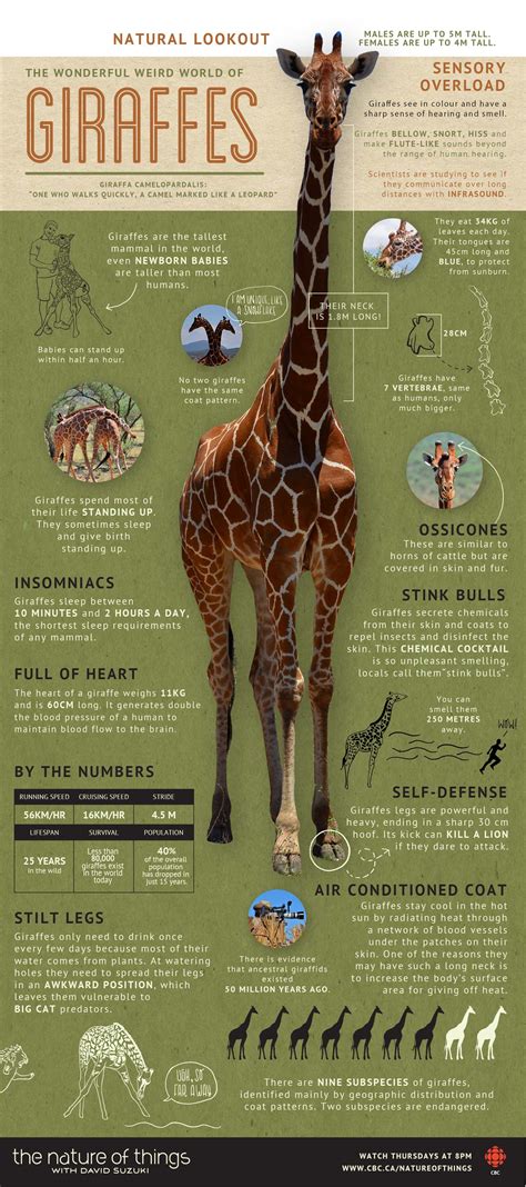 Giraffe Lifespan In Years Isaiah Dubois