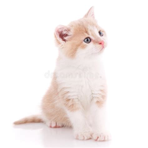 Fluffy Kitten On A White Background Closeup Portrait Of A Cat The