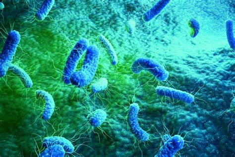 lucha contra las bacterias resistentes a los antibióticos en qué consiste la alternativa de