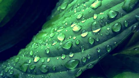 Green Leaf With Water Drops Hd Green Wallpapers Hd Wallpapers Id 67390