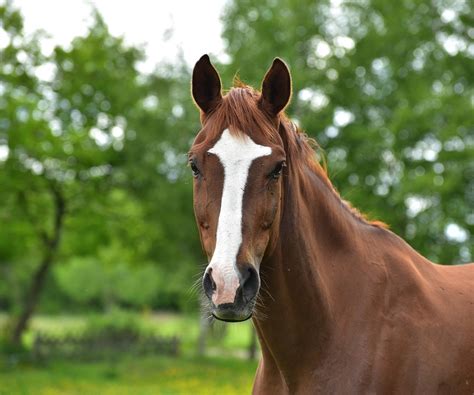 Photo De Cheval Brun Photos De Nature