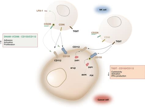 Diagram Of Cd Cd Mediated Immunoregulatory Pathway On Nk Cells