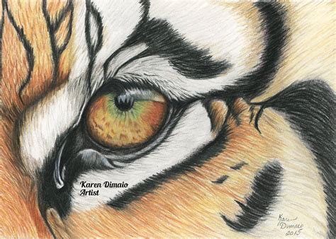 Tiger Eyes Realistic Colored Pencil Drawing Vlr Eng Br