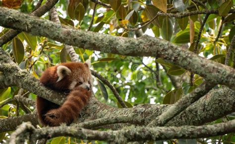Red Panda In Tree Resting Stock Photo Image Of Outdoor 235839574
