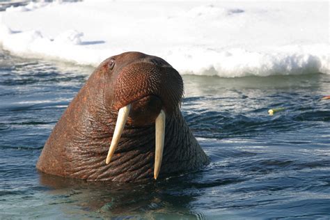 Walrus Return To Point Lay But This Year Theyre Late