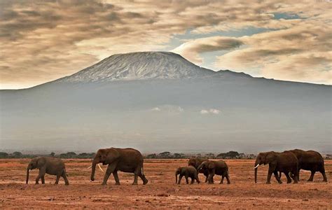 Kenyas Unforgettable Elephants