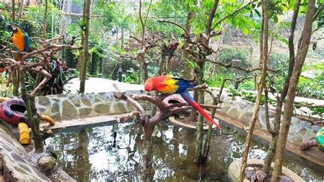 Liburan Asyik Di Taman Burung Bird Bromelia Pavilion Bandung