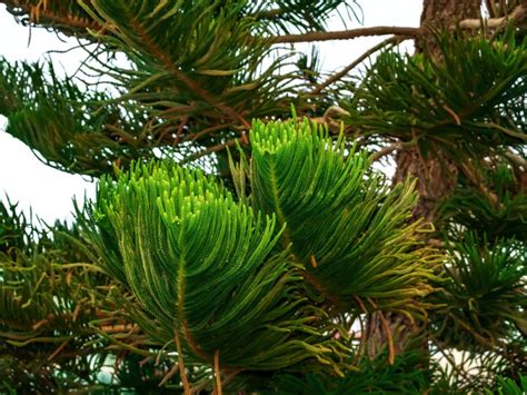 Reasons For A Yellowing Norfolk Pine What To Do For Yellow Or