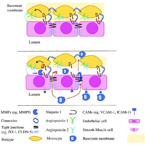 The Role Of Adhesion Molecules In Pericyte Pericyte And Pericyte Ecs
