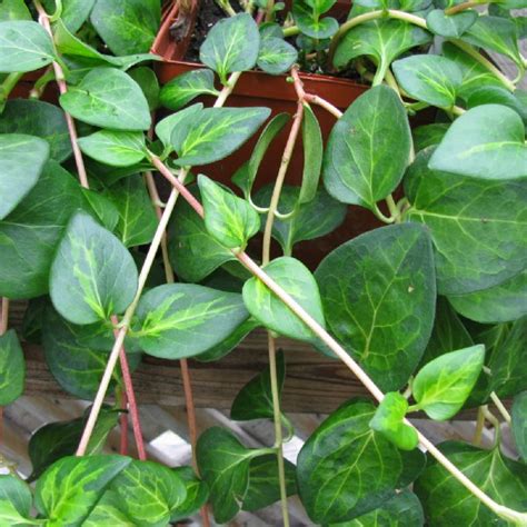 8 best homemade garden fertilizers. Maculata Vinca Vine Plant | Free Shipping