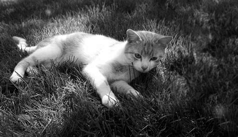 Free Download Cat Tomcat Breather Peace Grass One Animal