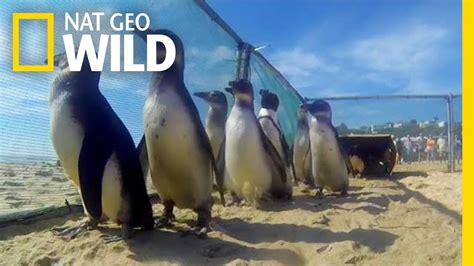 Watch Rescued Penguins Waddle Their Way To Freedom Nat Geo Wild Youtube
