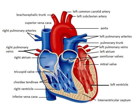 The iliac artery takes blood to the lower limbs. Pin on Photography