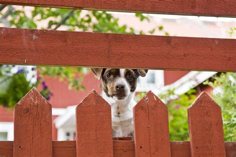 Dog Behind Fence Stock Image Image Of Look Peek Plank 31700829