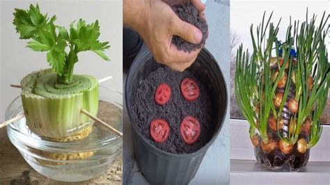 Save Your Kitchen Scraps These 7 Plants Can Be Grow Out