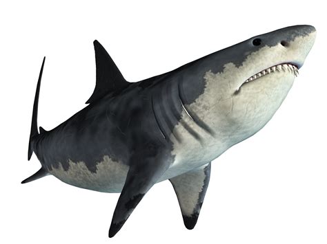 Shark Jaws Tadzio Shark Png Download 25001875 Free Transparent