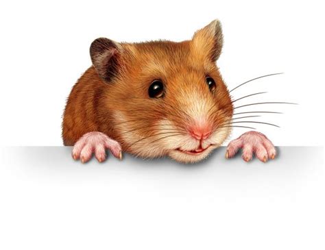 Cute Hamster Stock Image Everypixel