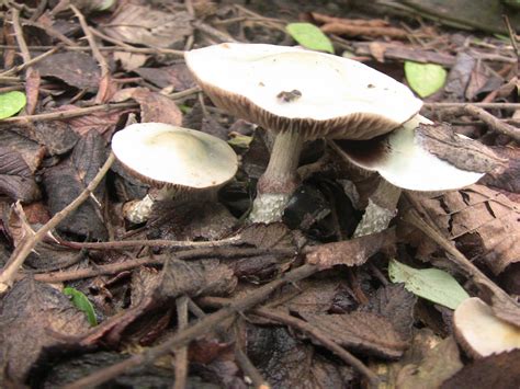 Stropharia Aeruginosa Mushroom Hunting And Identification Shroomery