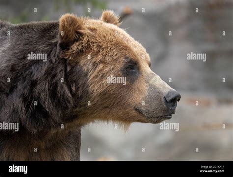 Adult Grizzly Bear Gets A Head Shot Portrait Picture On A Sunny Day