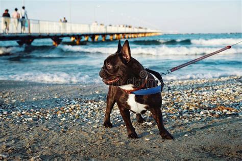 French Bulldog On The Beach Stock Image Image Of Beach Sunrise