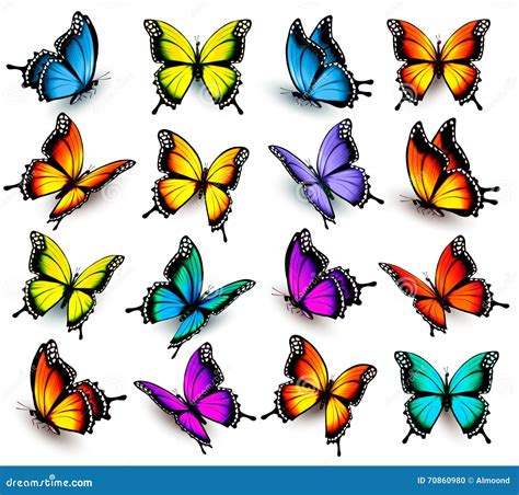 Big Collection Of Colorful Butterflies Stock Vector Illustration Of