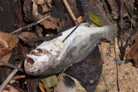 Dead Fish Seen At Sungei Buloh Wetland Reserve Extension Flickr