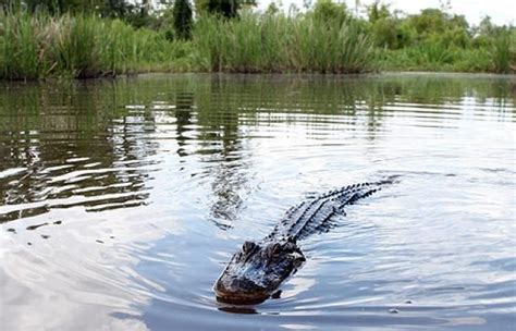 Want To Experience Cajun Culture In Louisiana Take A Swamp Tour To See