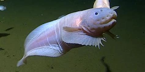 Scientists Capture Footage Of A Fish At Record Breaking Depths Hypebeast
