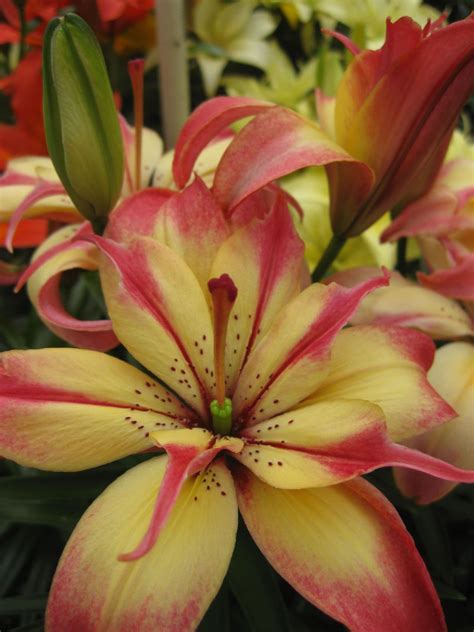 Delicate Joy Pollen Free Asiatic Lily