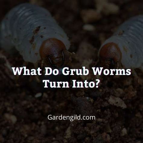 What Do Grub Worms Turn Into Answer Explained