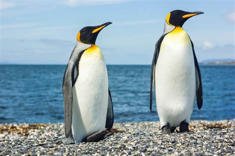 Pinguïns Een Bezoekje Brengen In De Wildernis Holidaygurunl