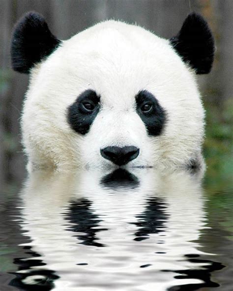 Giant Panda Panda Bear Bamboo Bear