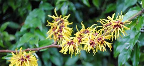 7 Benefits And Uses Of Witch Hazel The Lost Herbs