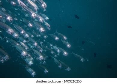 Long Jawed Fish Images Stock Photos Vectors Shutterstock