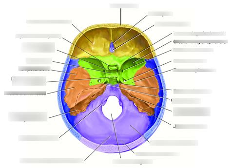 Aandp The Skull Superior View Of The Floor Of The Cranium Diagram Quizlet