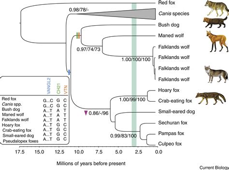 Evolutionary History Of The Falklands Wolf Current Biology