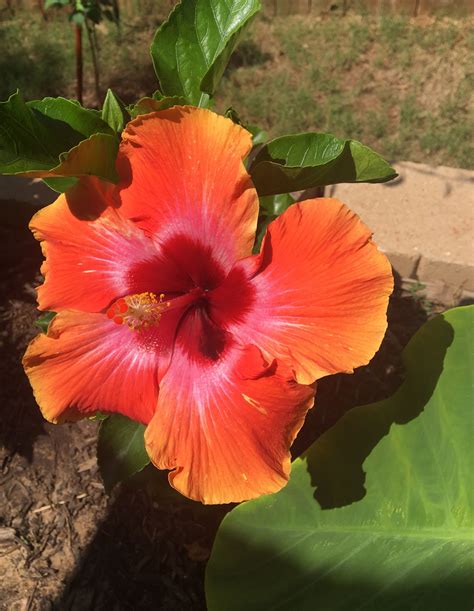 Sunset Hibiscus Photograph By Lynette Kroeker Wall Planter Planters