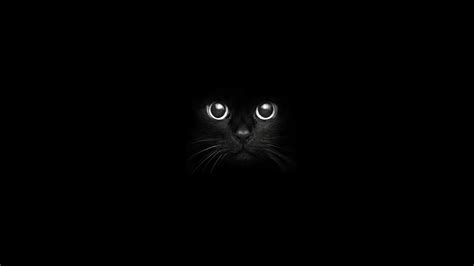Cat Eyes Black Cats Animals Nightmare Night Wallpapers Hd
