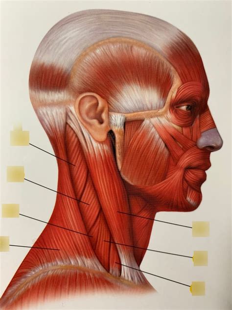 Muscles Of The Neck Diagram Quizlet