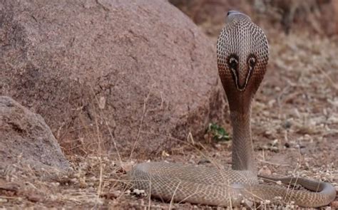5 Different Types Of Cobra Snakes Found In India